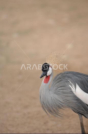Crowned crane bird Walking in the desert like a king