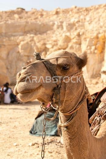 جمل مربوط حول عنقه سلسلة