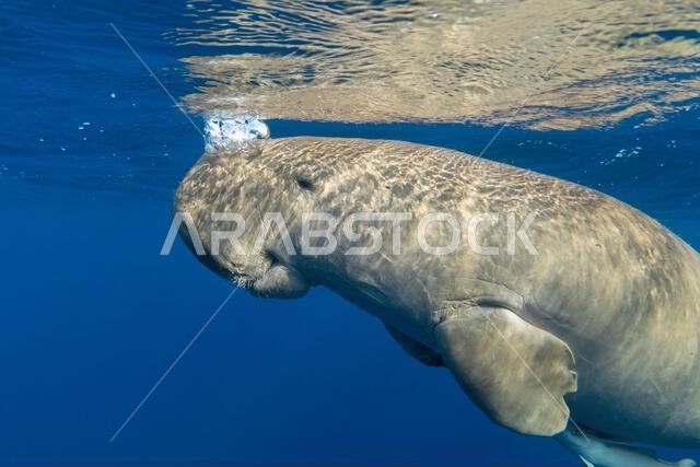 حيوان الأطوم (Dugong dugon) يتنفس بالقرب من سطح البحر.
