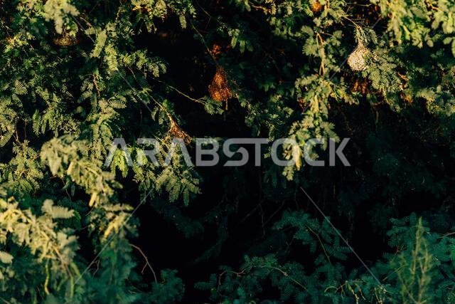 Nature view during sunset at Green Valley of Jeddah, Saudi Arabia