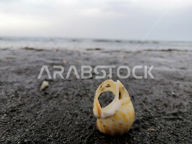 صورة مقربة لقوقعة على شاطئ البحر بالمملكة العربية السعودية , السياحة في السعودية , قضاء وقت ممتع وهادئ على شاطئ البحر .