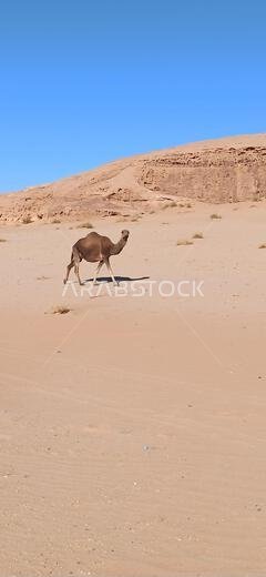 التاريخ القديم في المملكة العربية السعودية العريقة