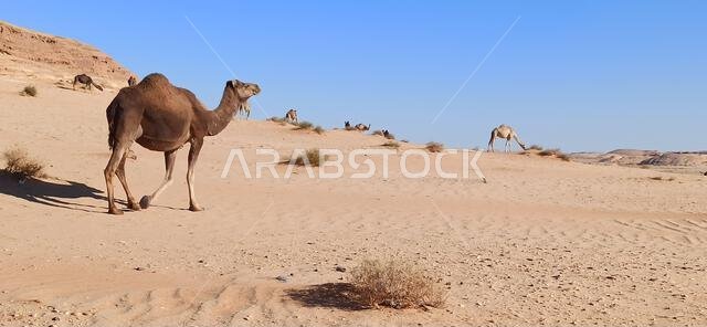 التاريخ القديم في المملكة العربية السعودية العريقة