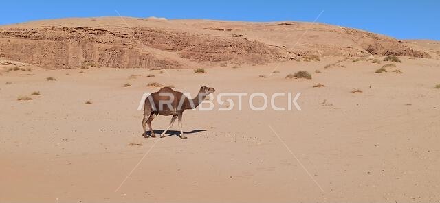 التاريخ القديم في المملكة العربية السعودية العريقة