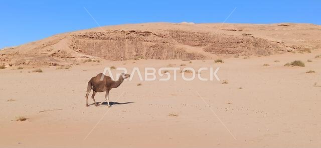 old history in the antique kingdom of saudi arabia