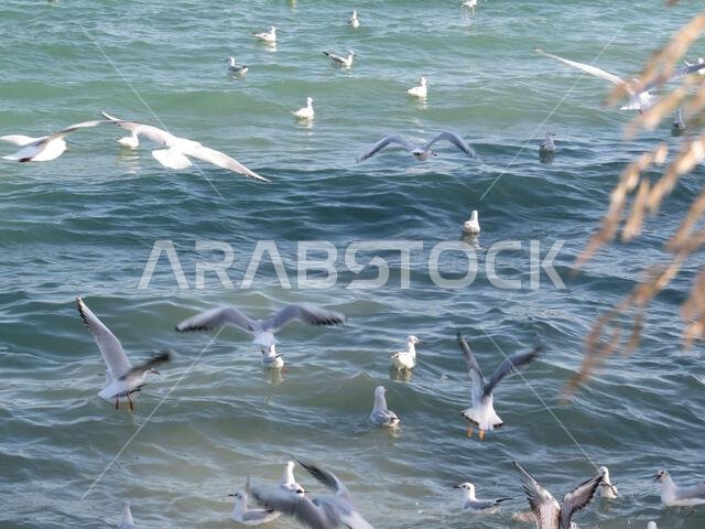 منظر جميل لطيور النورس وهي تحلق فوق الماء