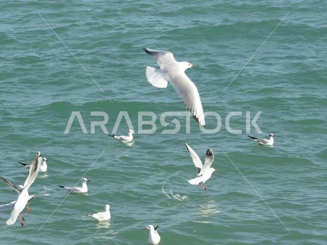 منظر جميل لطيور النورس وهي تحلق فوق الماء