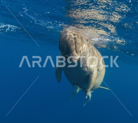 Dugong  underwater in the blue sea. Front view.