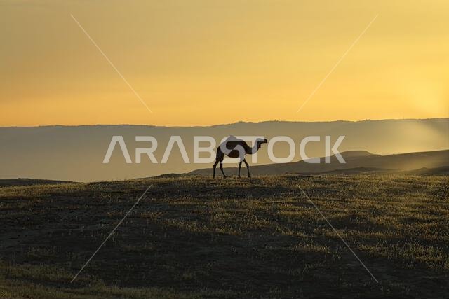 Silhouettes of Camels in the desert.