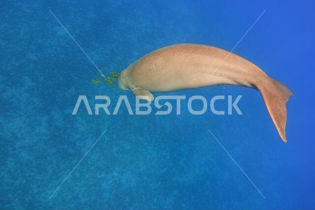 غوص الأطوم. الثدييات البحرية (أبقار البحر)