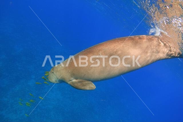 يغوص الأطوم من سطح البحر. بقرة البحر (Dugong dugon)