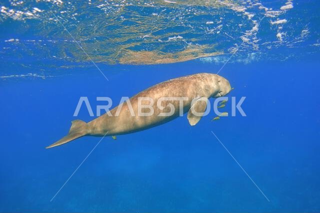 الأطوم يسبح في البحر الأزرق. بقرة البحر (Dugong dugon).