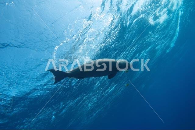 Dugong swimming near the blue sea surface. Bottom view.