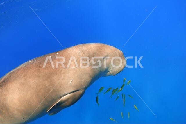 Dugong in the ocean, close up. Marine mammal.
