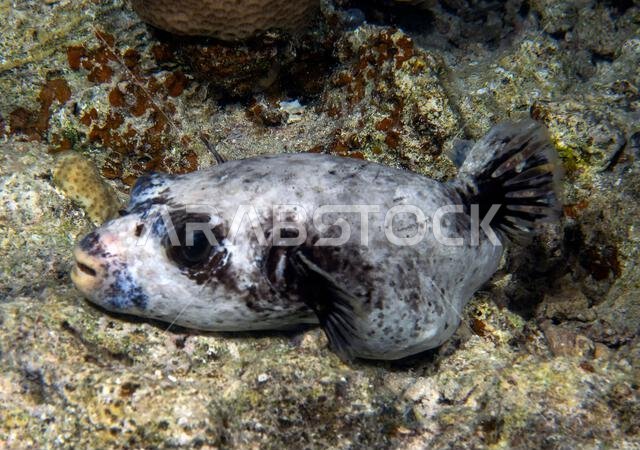 سمكة البخاخ المقنعة (Arothron diadematus) في البحر الأحمر، مصر سمكة البخاخ المقنعة (Arothron diadematus) في البحر الأحمر، مصر