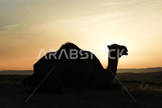 Camel standing on Desert land at Sunrise.