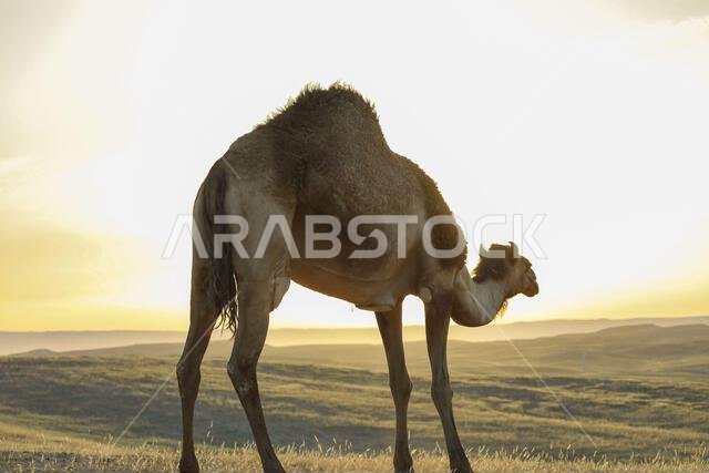 جمل يقف على أرض صحراوية عند شروق الشمس.