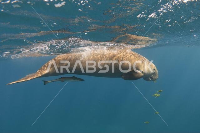 Dugong swimming near the ocean surface. Rare marine mammal.