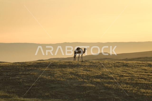 جمل يقف على أرض صحراوية عند شروق الشمس.
