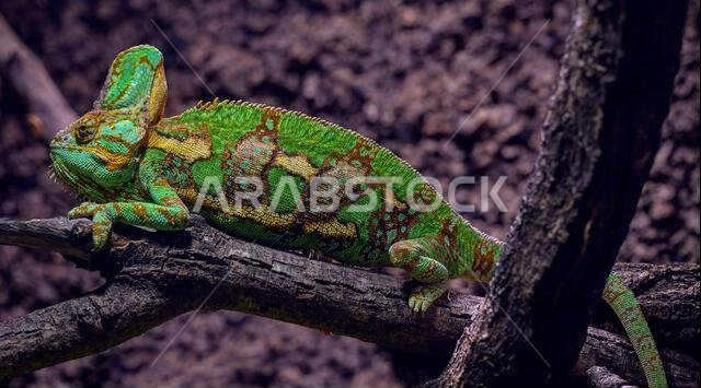 Veiled chameleon (Chamaeleo calyptratus), native to the Arabian Peninsula in Yemen and Saudi Arabia
