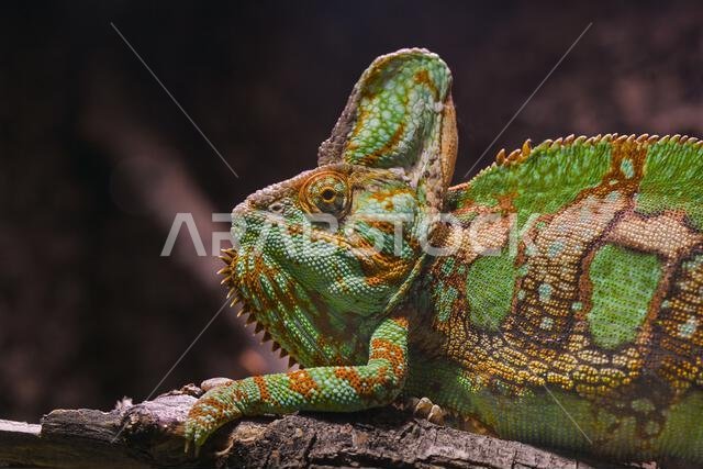 Veiled chameleon (Chamaeleo calyptratus), native to the Arabian Peninsula in Yemen and Saudi Arabia