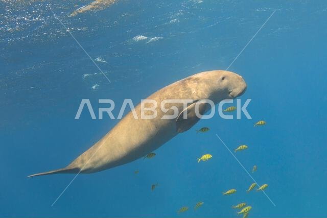 الأطوم يسبح تحت الماء. حيوان ثديي بحري نادر (الأطوم دوجون). بقرة البحر