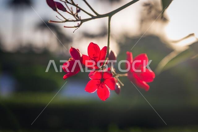 Wild flower in Sunrise background Dammam, Saudi Arabia.