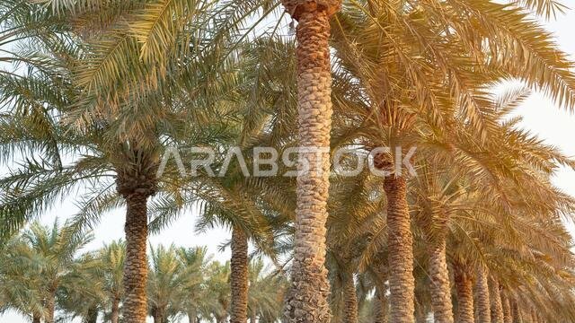 Plantation of date palms. Tropical agriculture industry in the Middle East.