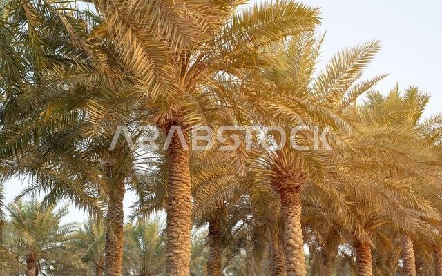 زراعة أشجار النخيل. صناعة الزراعة الاستوائية في الشرق الأوسط.