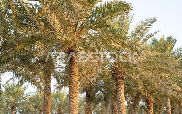زراعة أشجار النخيل. صناعة الزراعة الاستوائية في الشرق الأوسط. زراعة أشجار النخيل. صناعة الزراعة الاستوائية في الشرق الأوسط.
