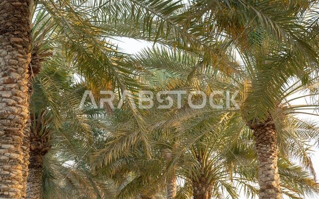 زراعة أشجار النخيل. صناعة الزراعة الاستوائية في الشرق الأوسط.