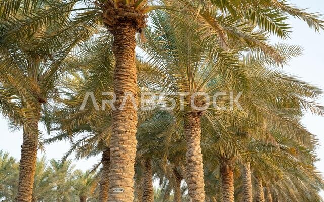 Plantation of date palms. Tropical agriculture industry in the Middle East.