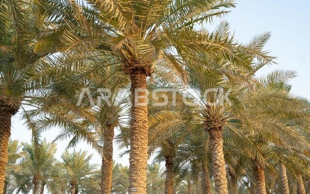 زراعة أشجار النخيل. صناعة الزراعة الاستوائية في الشرق الأوسط.
