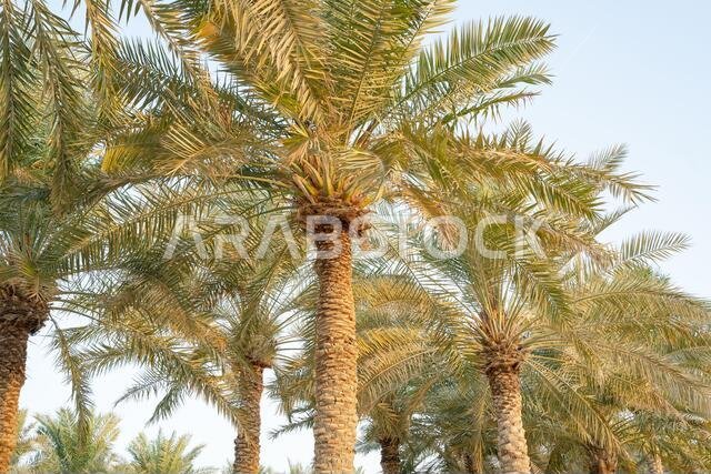 زراعة أشجار النخيل. صناعة الزراعة الاستوائية في الشرق الأوسط. زراعة أشجار النخيل. صناعة الزراعة الاستوائية في الشرق الأوسط.