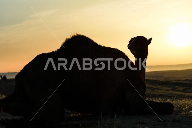 صور ظلية لجمال في الصحراء.