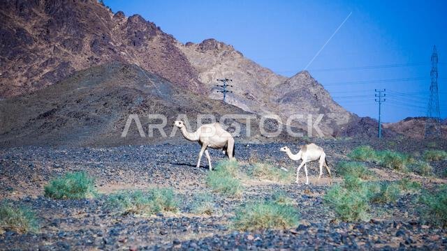 طريق الجمال عائدًا إلى المزرعة من الصحراء