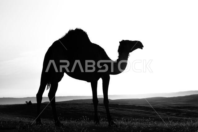 Camel standing on Desert land at Sunrise. Camel standing on Desert land at Sunrise.