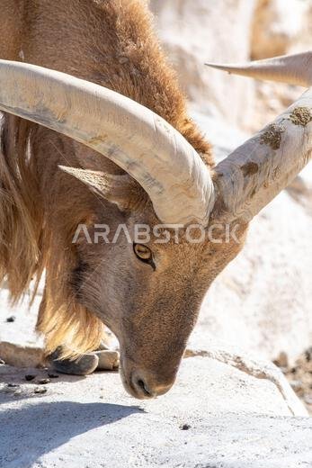 رأس خروف بربري (Ammotragus lervia) عن قرب في صخور المغرب (صورة عمودية) رأس خروف بربري (Ammotragus lervia) عن قرب في صخور المغرب (صورة عمودية)