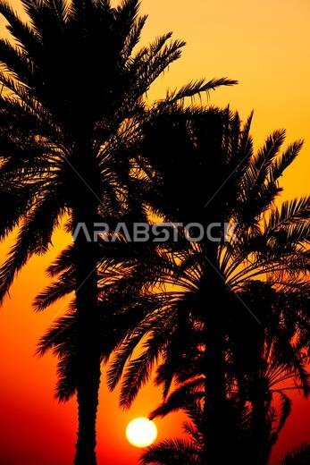 غروب الشمس أو شروقها بأسلوب فني مميز من خلال أشجار النخيل الاستوائية عند غروب الشمس أو شروقها