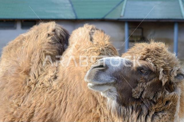A shaggy, red camel in a stall.