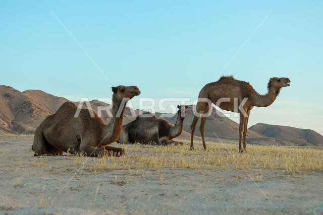 Camel in Desert land at Sunrise. Desert concept. Camel in Desert land at Sunrise. Desert concept.