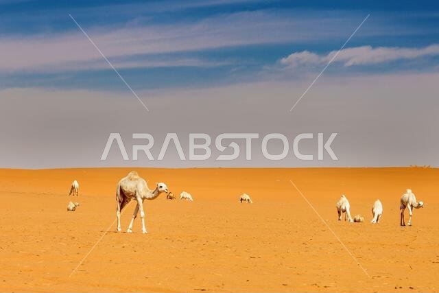 صورة لصحراء المملكة العربية السعودية بعدسة طارق م