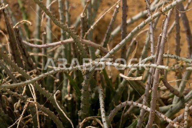 Caralluma sinaica a perennial desert succulent native range North East Sudan, Israel to Sinai and North West Saudi Arabia