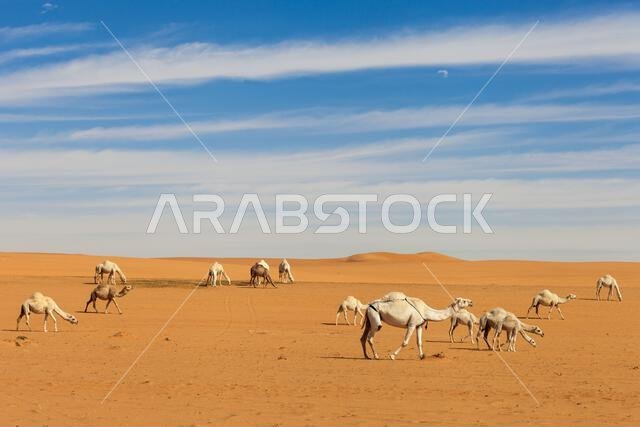Caravan of camels in the desert, Saudi Arabia