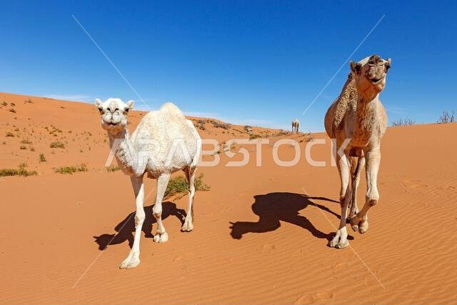 ثلاثة جمال تسير عبر الكثبان الرملية في الصحراء، المملكة العربية السعودية ثلاثة جمال تسير عبر الكثبان الرملية في الصحراء، المملكة العربية السعودية