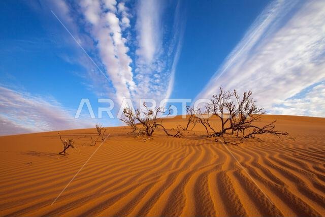 أشجار ميتة في الصحراء، المملكة العربية السعودية