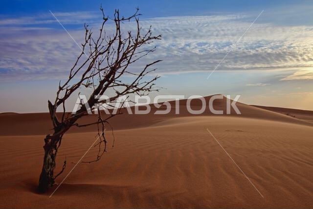 Dead tree in the desert, Saudi Arabia
