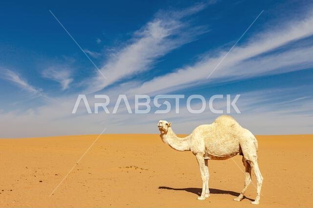 جمل وحيد يقف في الصحراء، المملكة العربية السعودية