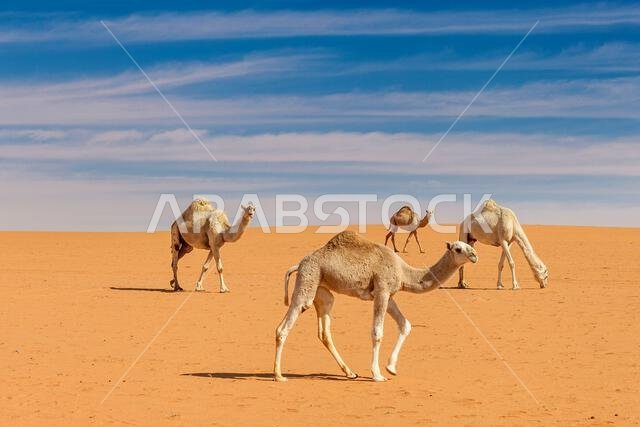 أربعة جمال في الصحراء، المملكة العربية السعودية