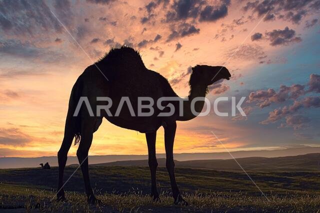 صور ظلية لجمال في الصحراء.